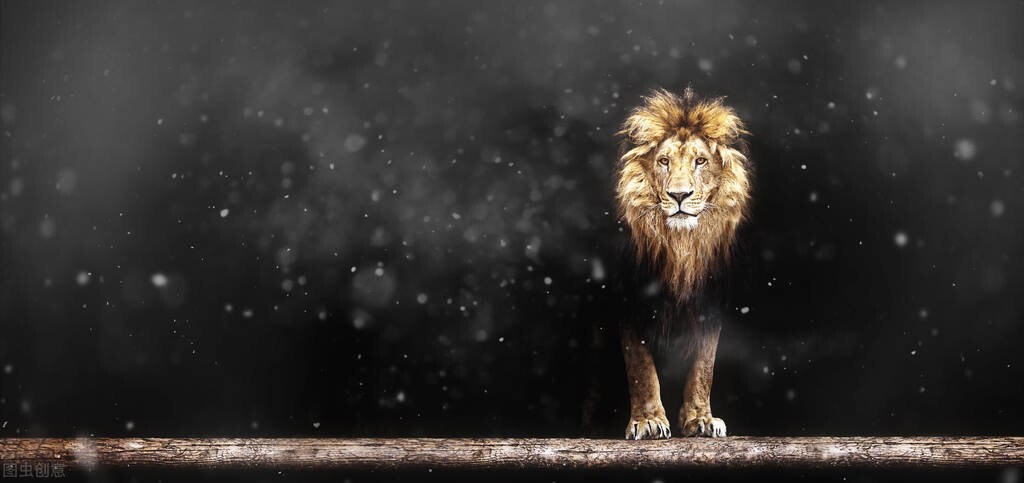 狮子座和摩羯座谁才是真正的王者