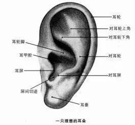 面相心理学：你耳朵上有痣吗？看看代表什么~