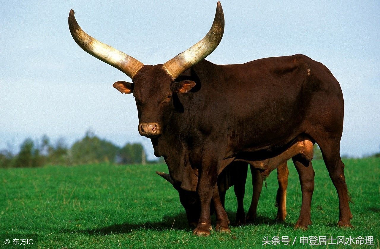 属相命理：12生肖牛的属相命运简析，真的好牛！