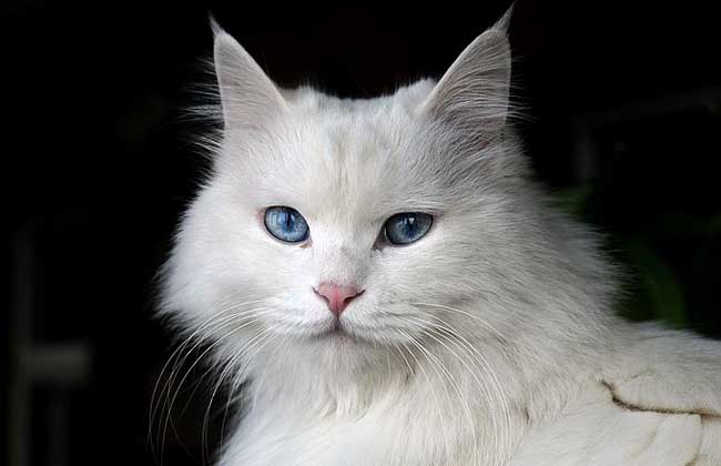 梦见白猫是什么意思 孕妇梦见白猫的意思