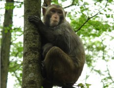 梦见猴子爬树是什么意思