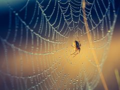 梦见蜘蛛网缠身是什么意思 做梦梦到蜘蛛网缠身好不好