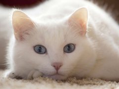 梦见白猫是什么意思 做梦梦到白猫好不好