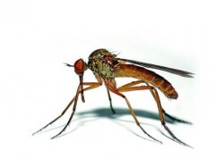 梦见蚊子是什么意思