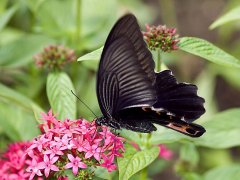 梦见黑蝴蝶是什么意思 做梦梦到黑蝴蝶好不好