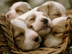 梦见一群小狗是什么意思 做梦梦见一群小狗好不好