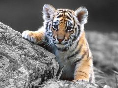 梦见养老虎是什么意思 做梦梦到养老虎好不好