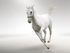 梦见白马是什么意思
