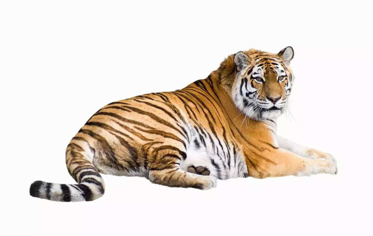 梦见老虎是什么意思预示着什么（梦到被老虎追赶，生活里要堤防小人！）