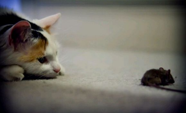 梦见鼠是什么意思啊（梦见很多老鼠和猫，做梦人可能会运势不佳）