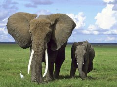 梦见大象和小象是什么意思