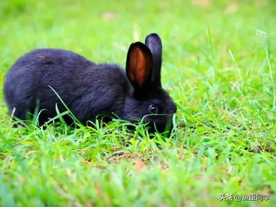 023年“黑兔遇双春，闰在二月中”啥意思？有哪些预兆，谚语咋说"