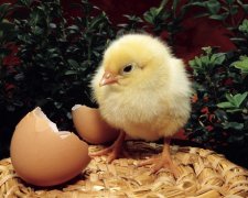 做梦梦见鸡蛋孵出小鸡是什么意思