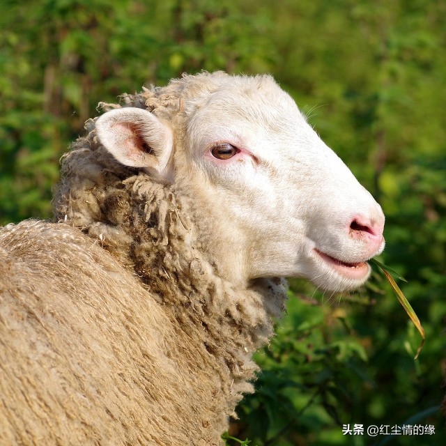 乐善好施打一生肖 生肖羊究竟是怎样的人？