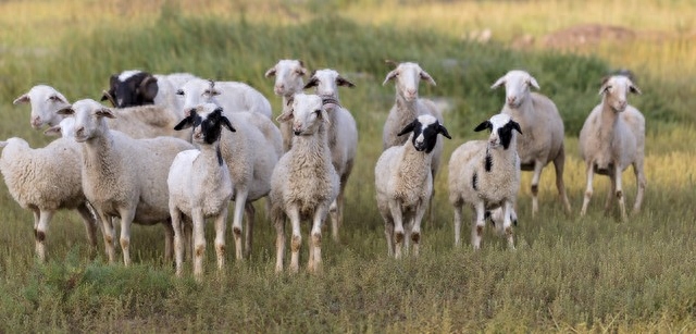 自强不息是什么生肖 十二生肖中，属羊的人哪方面要比其它生肖好，你了解吗？