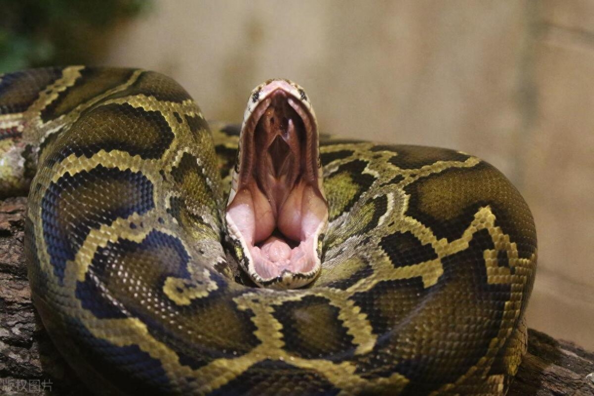 做梦梦见大蛇是什么预兆？