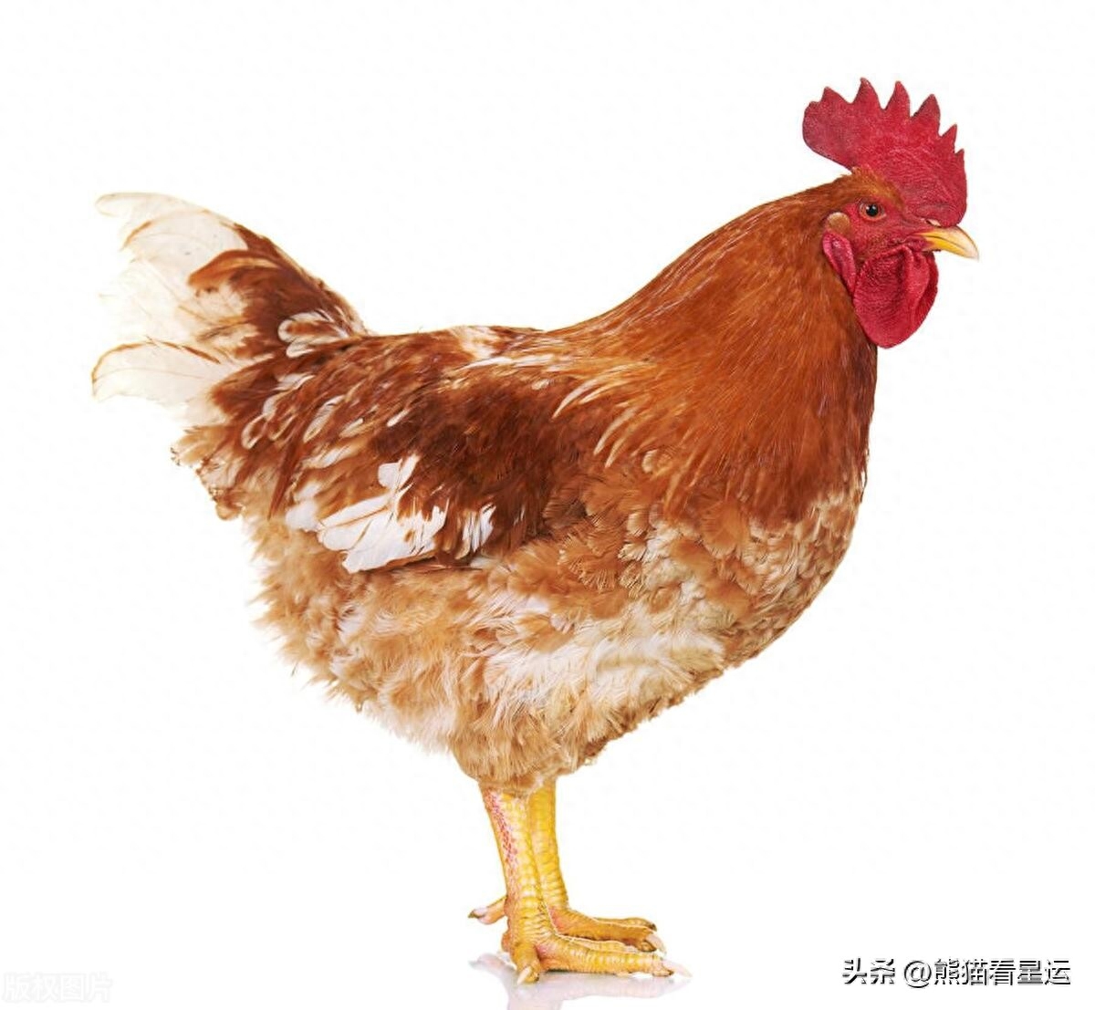 揭秘：属鸡人中，哪个农历月份出生的命最苦？