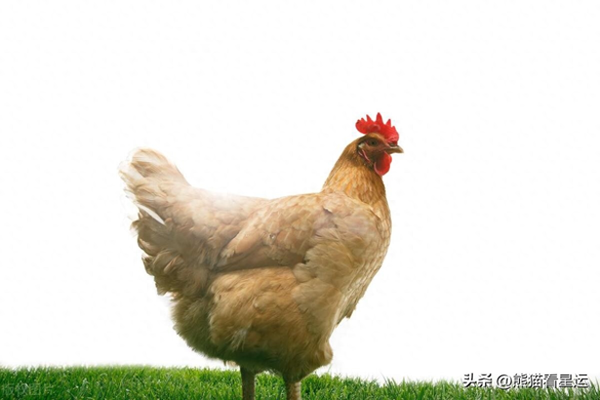 揭秘：属鸡人中，哪个农历月份出生的命最苦？