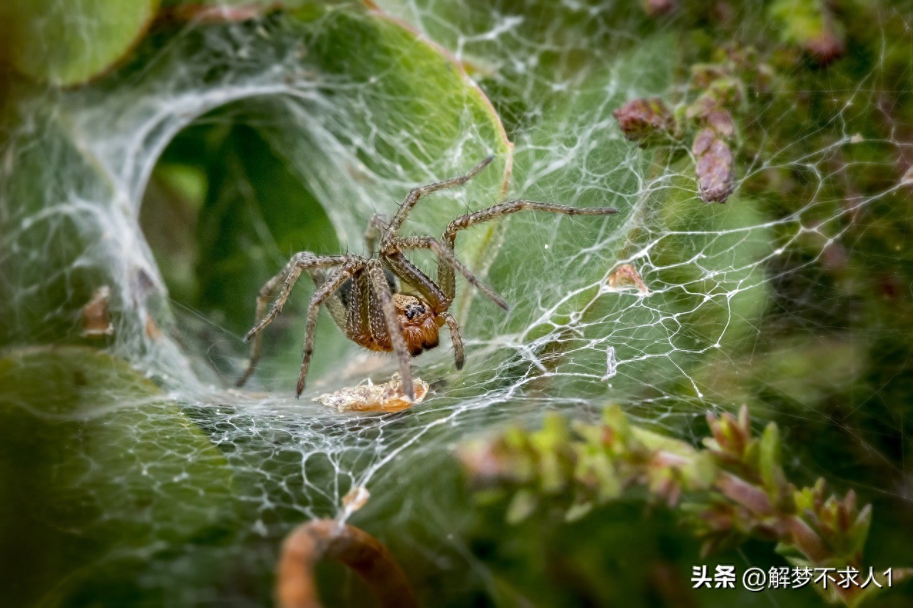 周公解梦大全：梦见蜘蛛有可能是对你的警告！