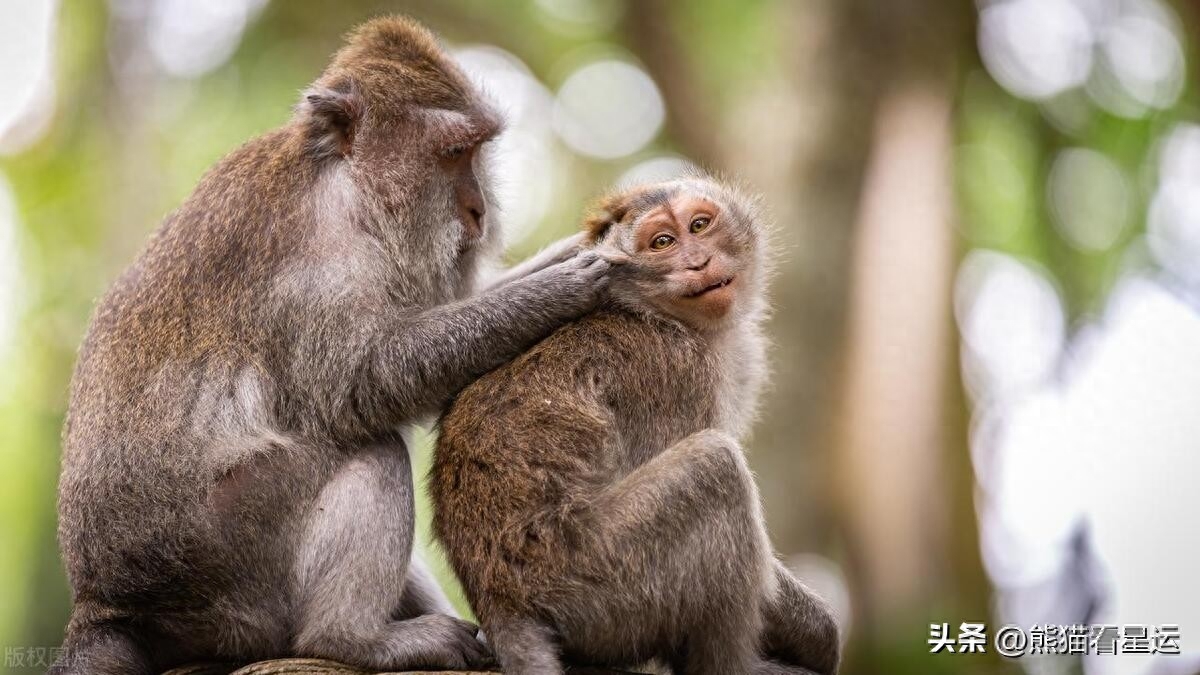 生肖猴的昌盛出生年份：一生尊贵，朋友众多，福禄双全！