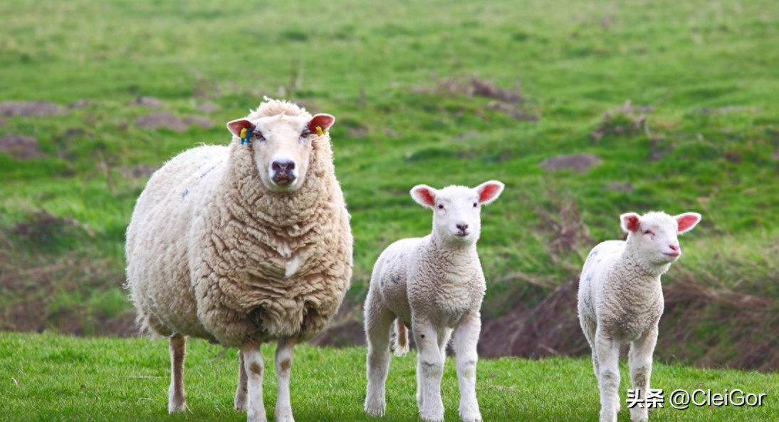 哪个月出生的属羊人最为苦命？哪些命最旺？